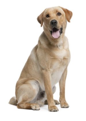 Chiens